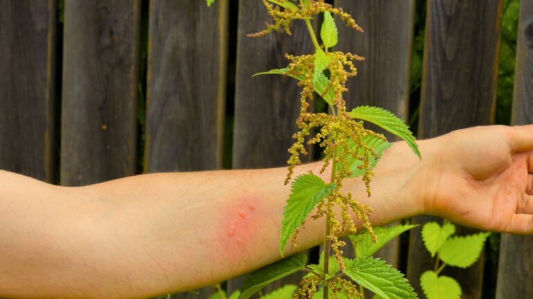 Stinging Nettle