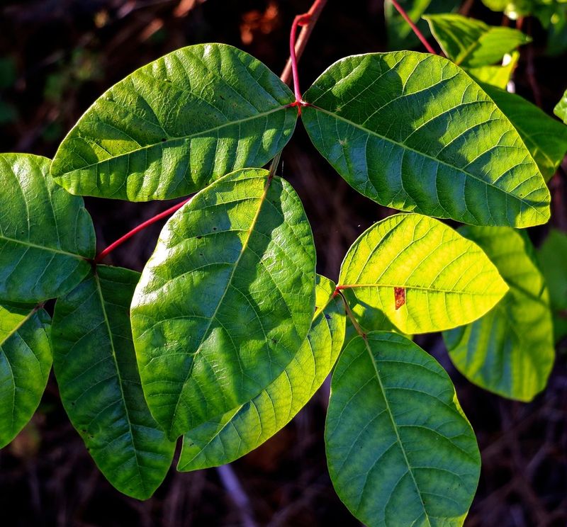 Poison Ivy
