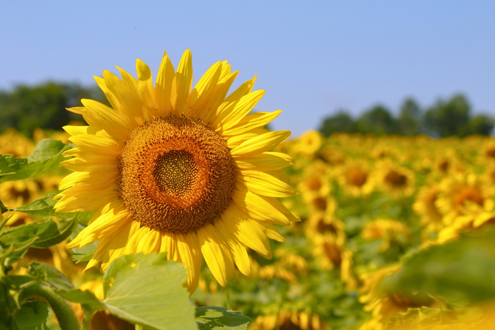 Sunflowers (featured image)