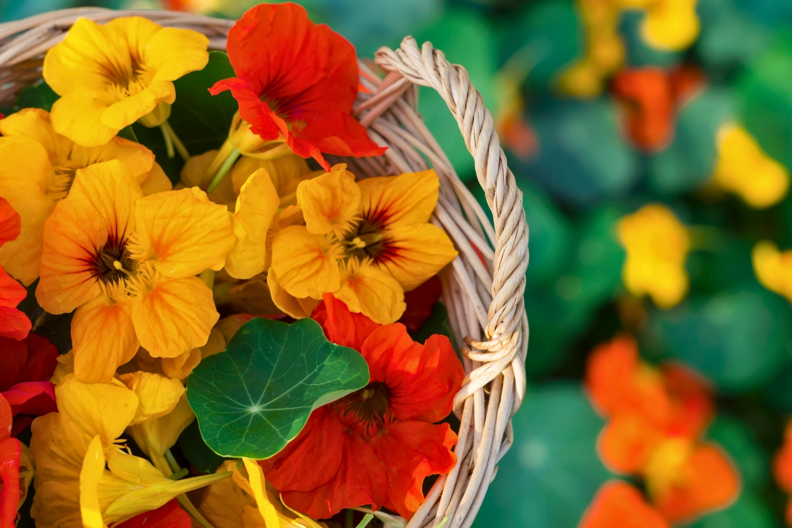 Nasturtium (featured image)