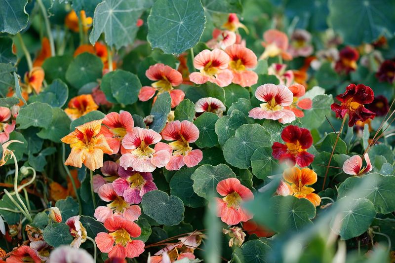 Nasturtium