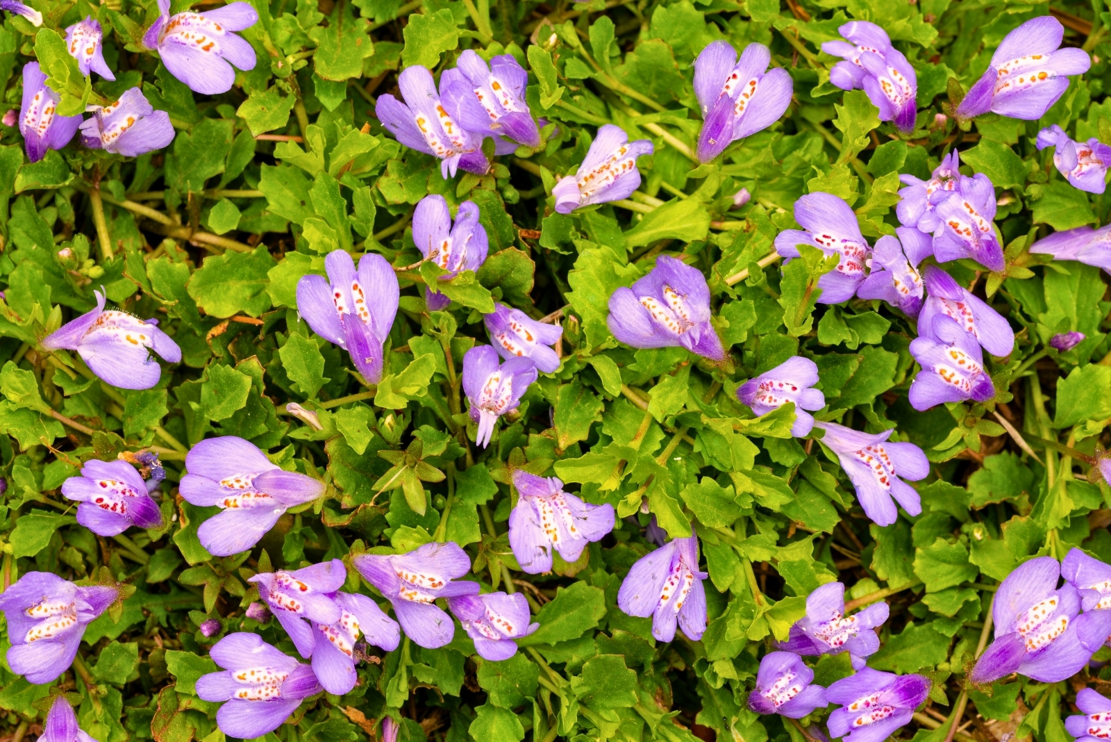 Purple Mazus (featured image)