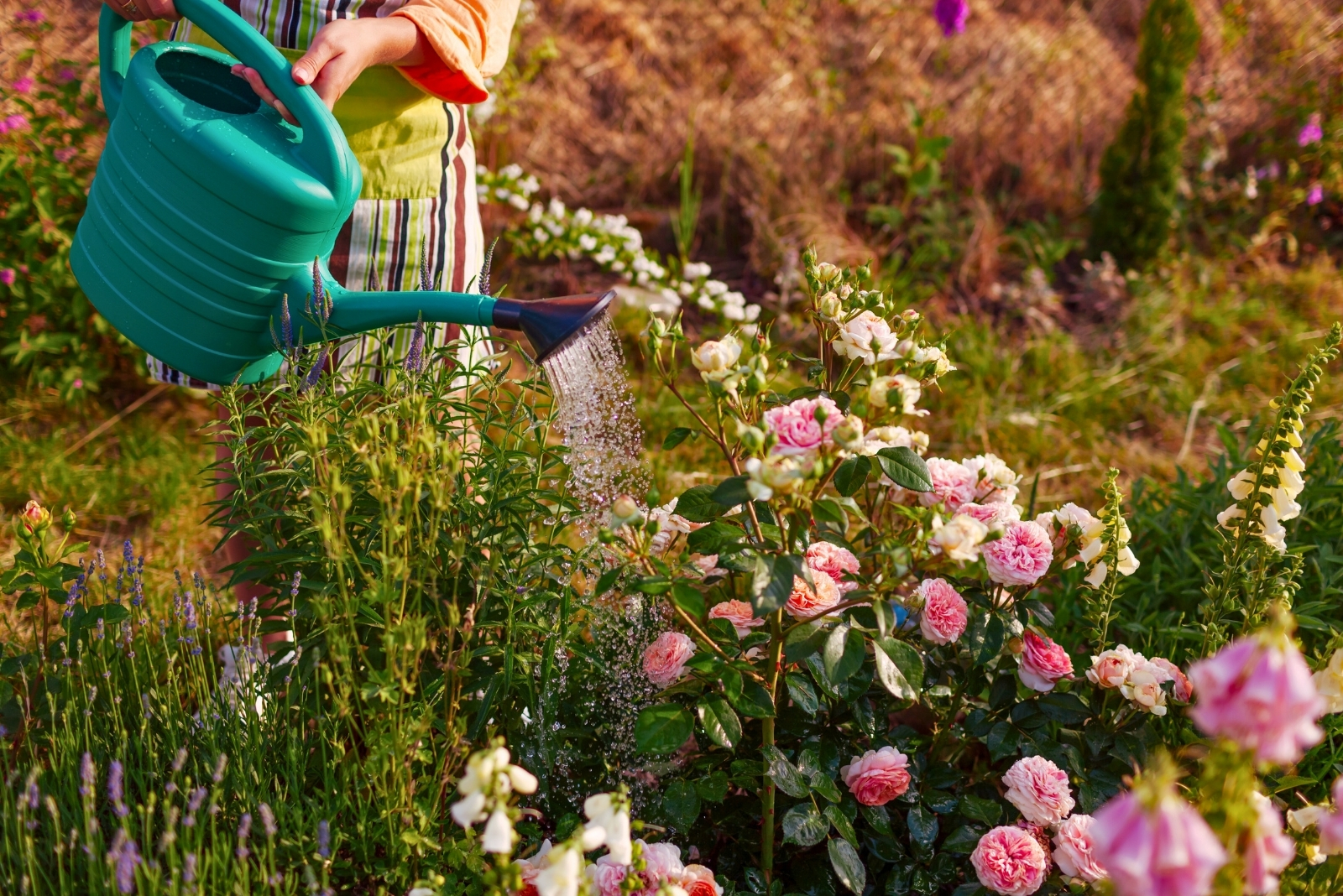 Woman watering Chippendale rose (featured image)