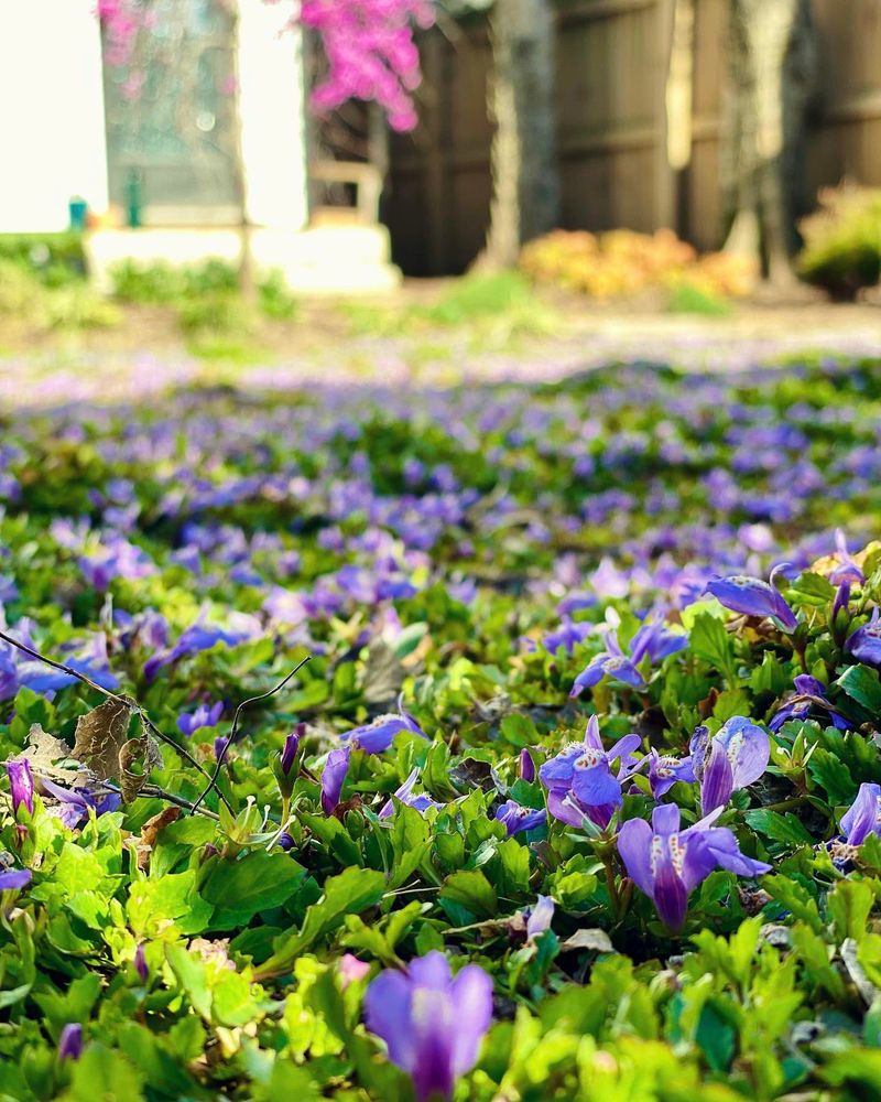 Purple Mazus