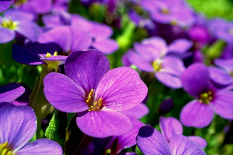 Violets
