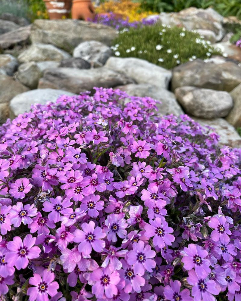Phlox Subulata