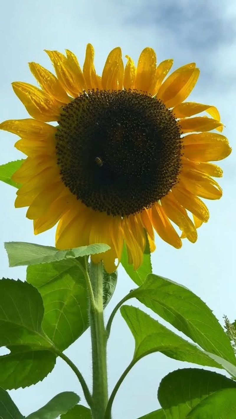 Nutrient Deficiencies