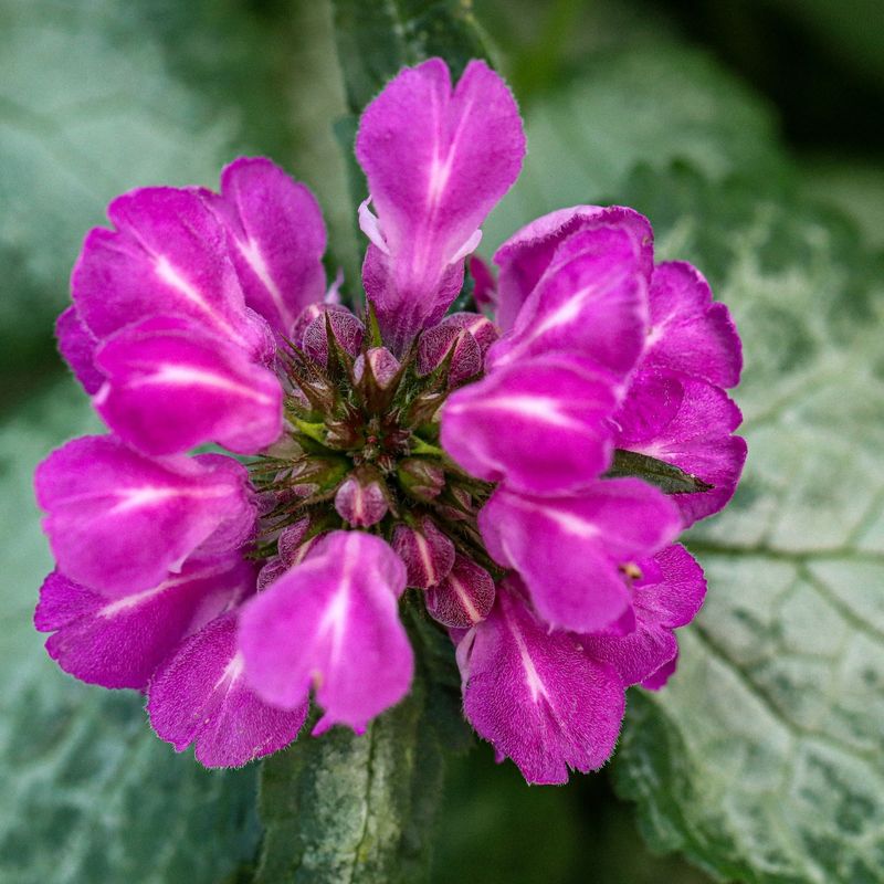 Lamium