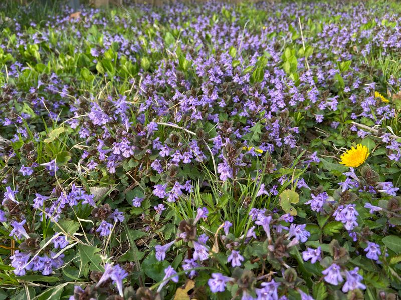 Purple Wintercreeper