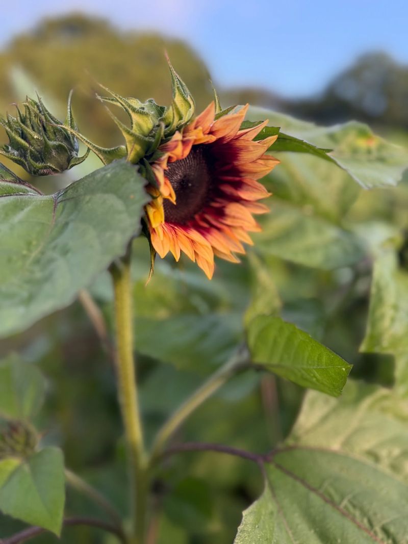 Untimely Planting