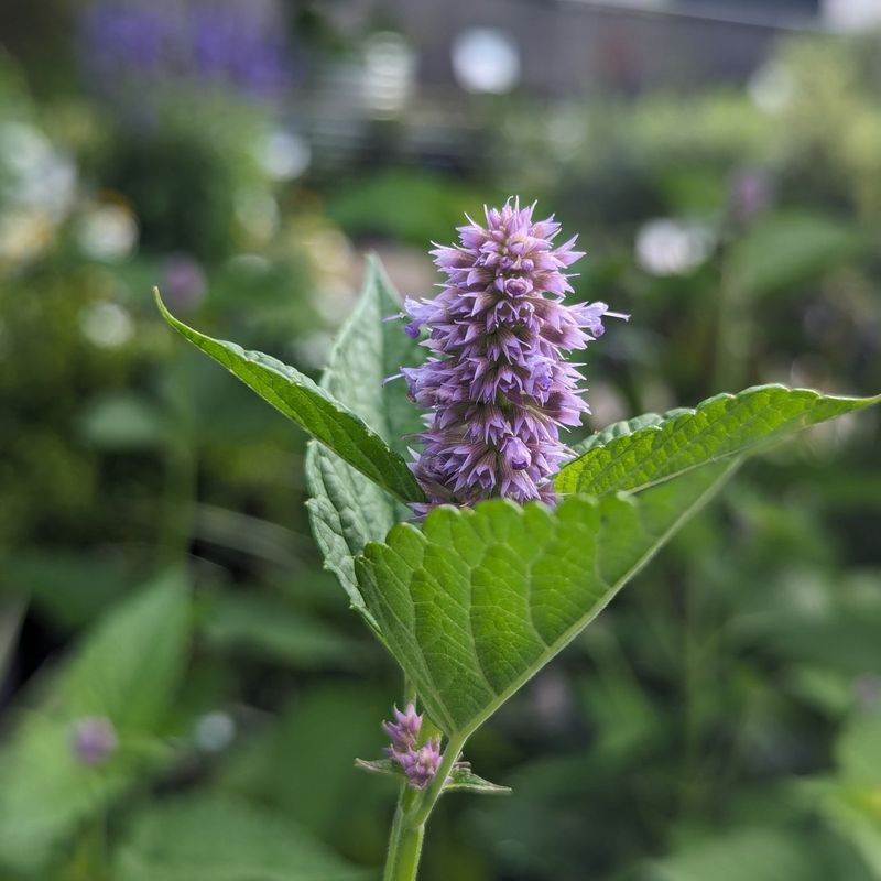 Anise Hyssop