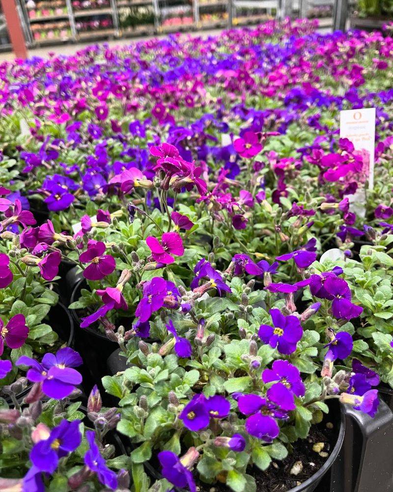 Aubrieta