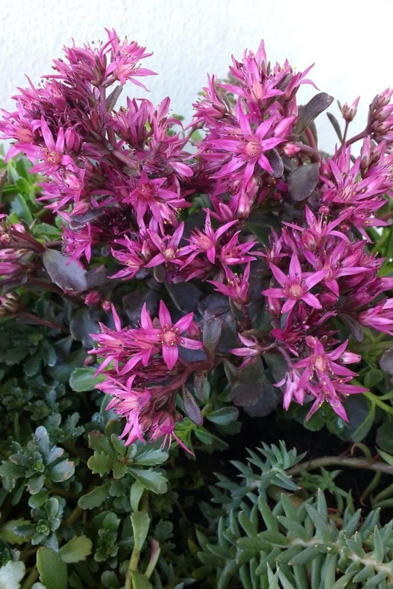 Sedum Spurium