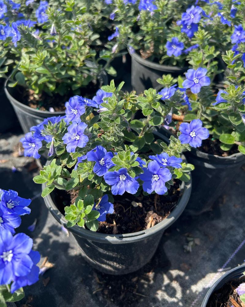 Dwarf Morning Glory