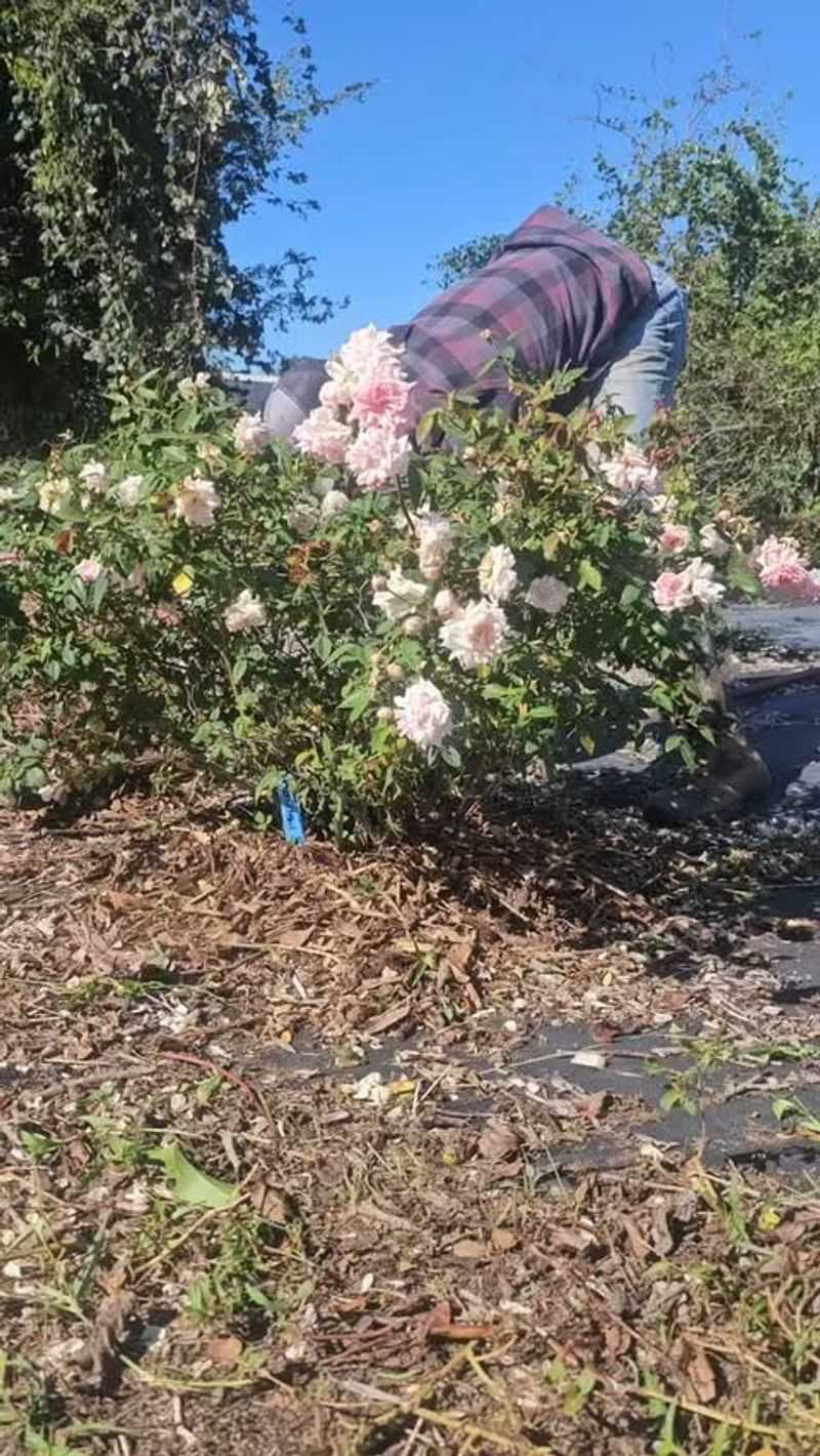 Mulch Moisture Retention
