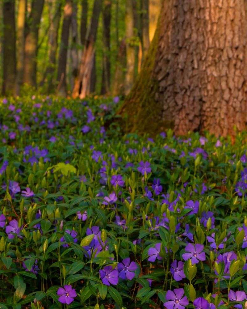Vinca Minor