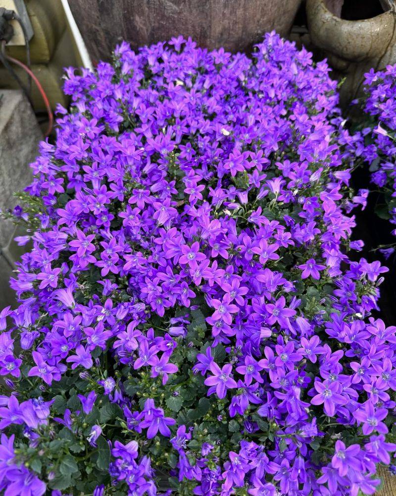 Campanula
