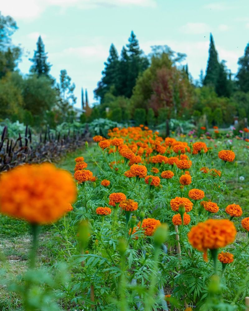 Marigold