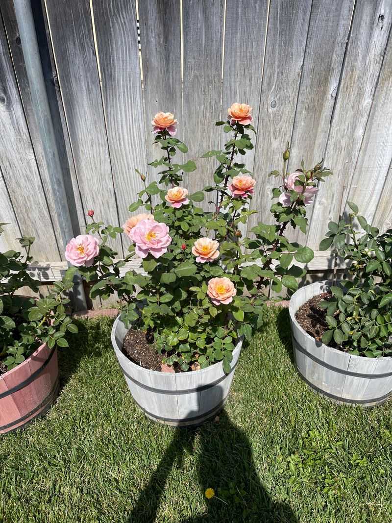 Container Considerations